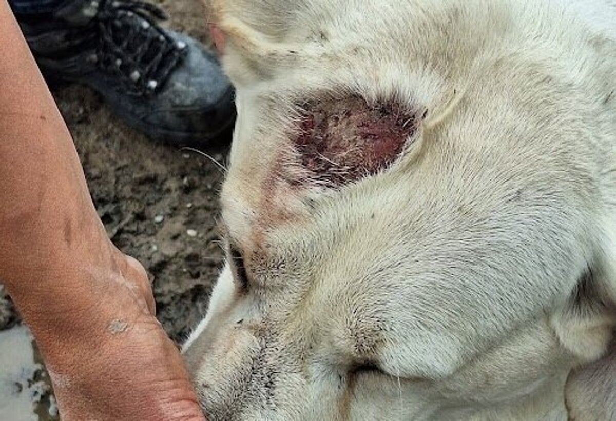 Kontrolori prisli necakane chovatel mal o 32 psov menej