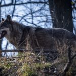 V Cesku nasli styroch mrtvych vlkov pravdepodobne otravnych