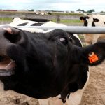 Zacali sme chovat zvierata prisli choroby