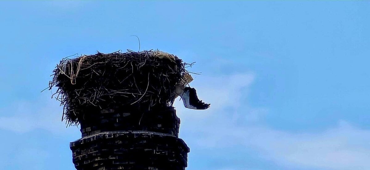 Bocian sa zamotal do siete a uviazol na komine