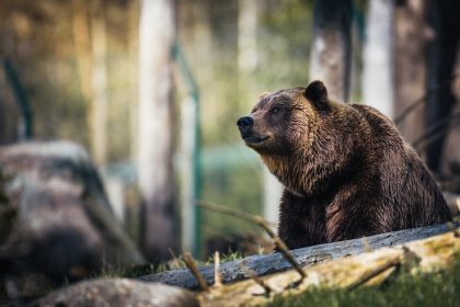 Ochrancovia vitaju monitoring medvedov zdoraznuju potrebu kvalitneho vyskumu