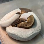 Na najvacsom sidlisku nasli opusteneho pytona