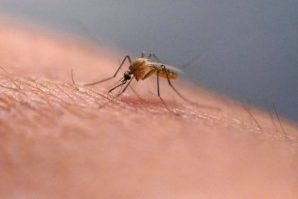 Sedem osob zomrelo v Grecku na virus prenasany komarmi