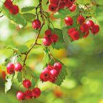 Spoznajte recepty z hlohu a jeho benefity