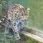 V kosickej zoo pribudne par velkej mackovitej selmy