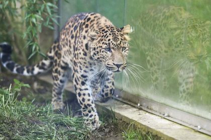 V kosickej zoo pribudne par velkej mackovitej selmy