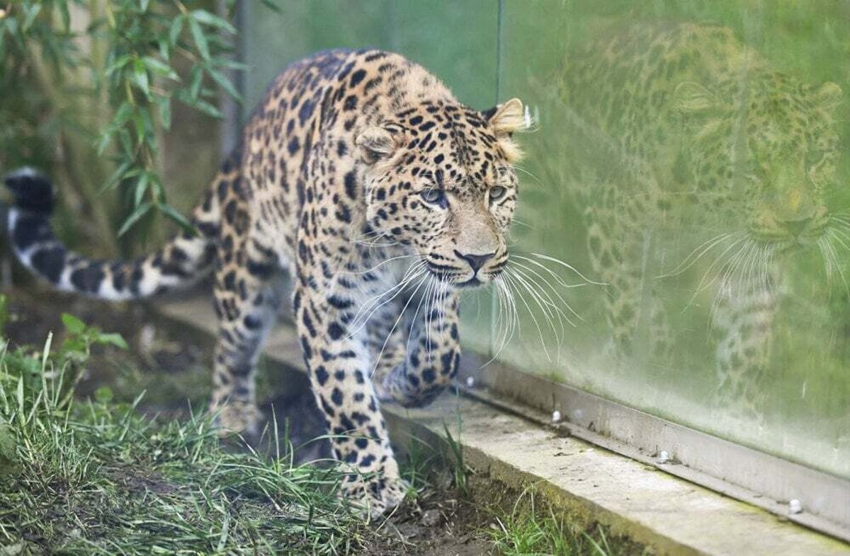 V kosickej zoo pribudne par velkej mackovitej selmy