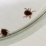 Juh Ciech bojuje s vlnou boreliozy