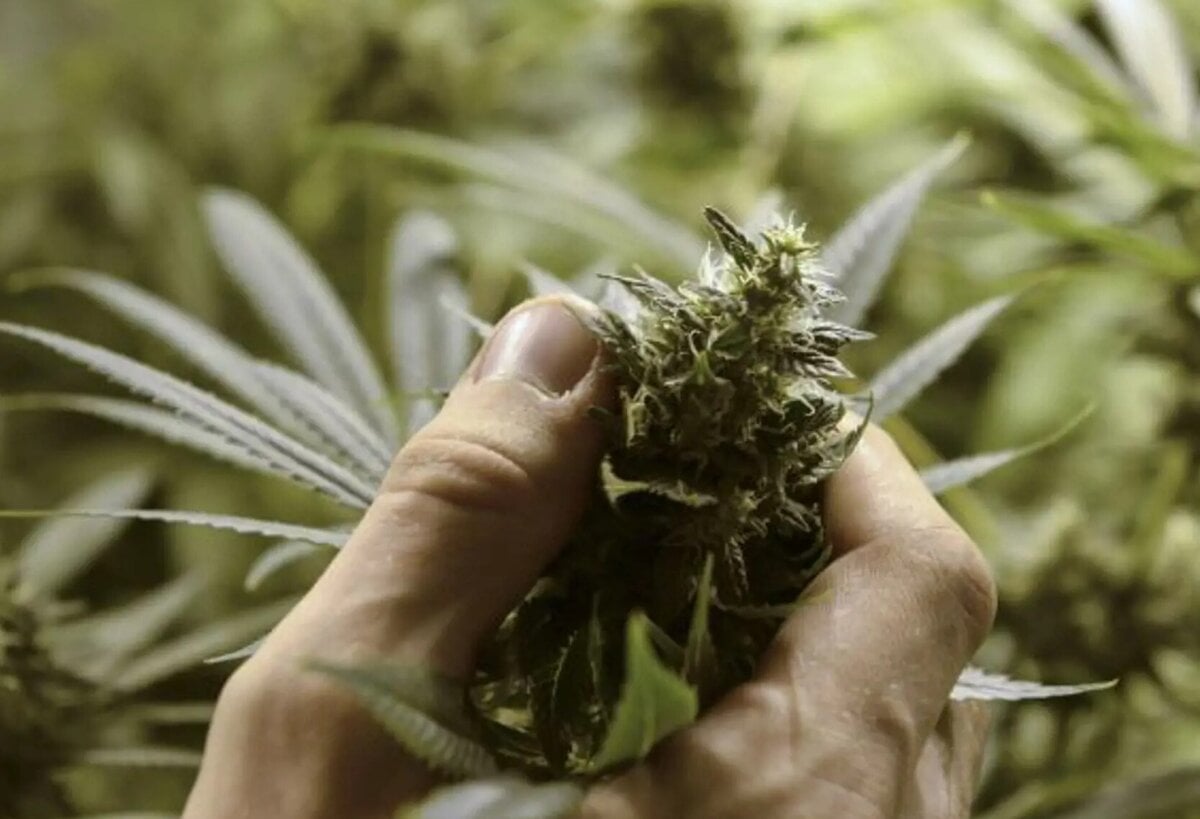 Na zahrade pestoval konope niekto ho udal