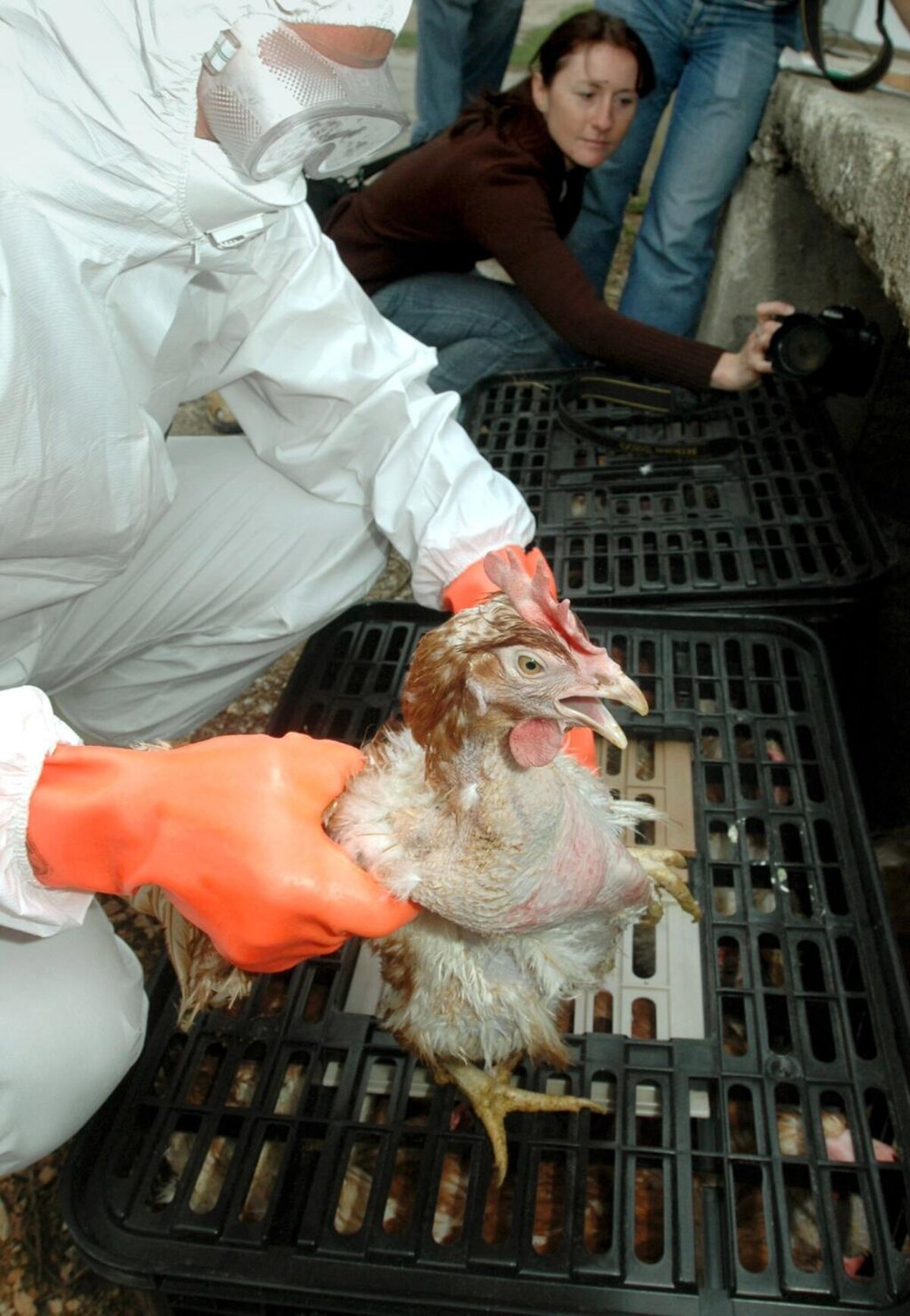 V Brezovici na Orave veterinari potvrdili vtaciu chripku