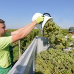 Vinohrady suzuje mucnatka peronospora a choroby