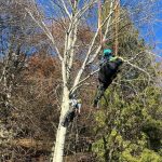 Drama na Straniku Paraglajdistka uviazla v korune stromu