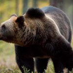 KOSOVO Odlahla dedina ziada o pomoc s medvedmi