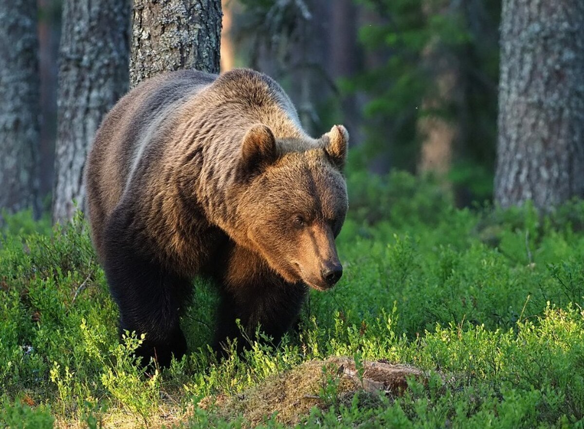 Medvedica zautocila na pracovnikov narodneho parku zviera zastrelili v sebaobrane