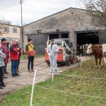 Oravske druzstvo vyslachtilo kravy s nadpriemernou dojivostou