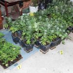 Policajti odhalili pestovatela konope so sestdesiatimi rastlinami