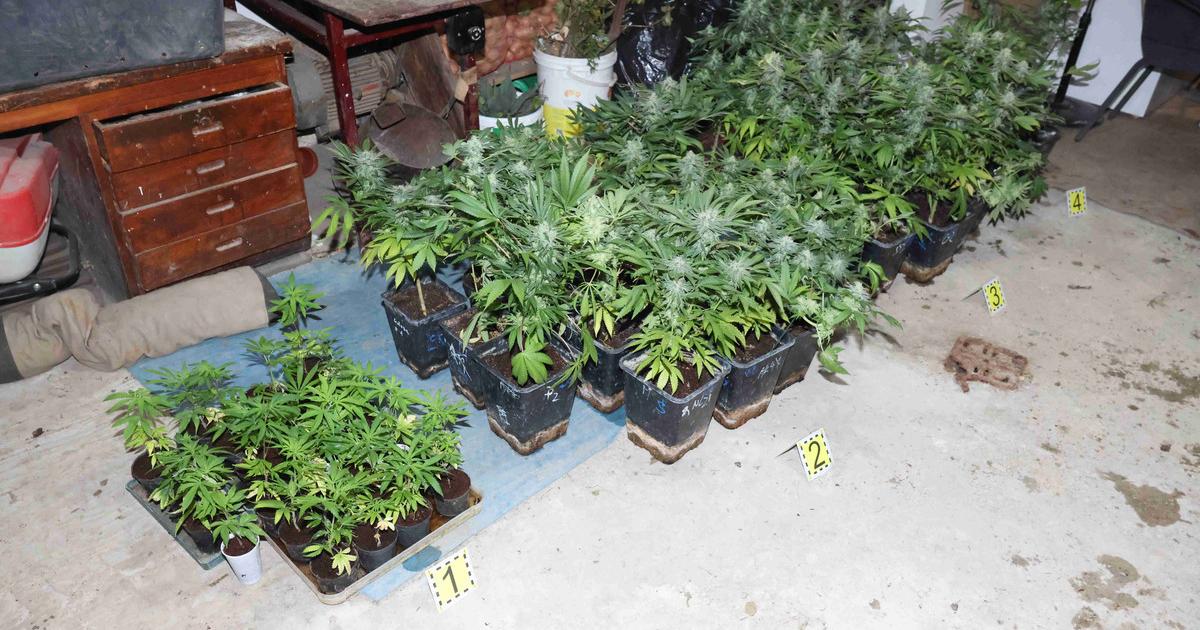 Policajti odhalili pestovatela konope so sestdesiatimi rastlinami