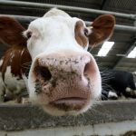 Priemerna nakupna cena suroveho kravskeho mlieka vzrastla v auguste