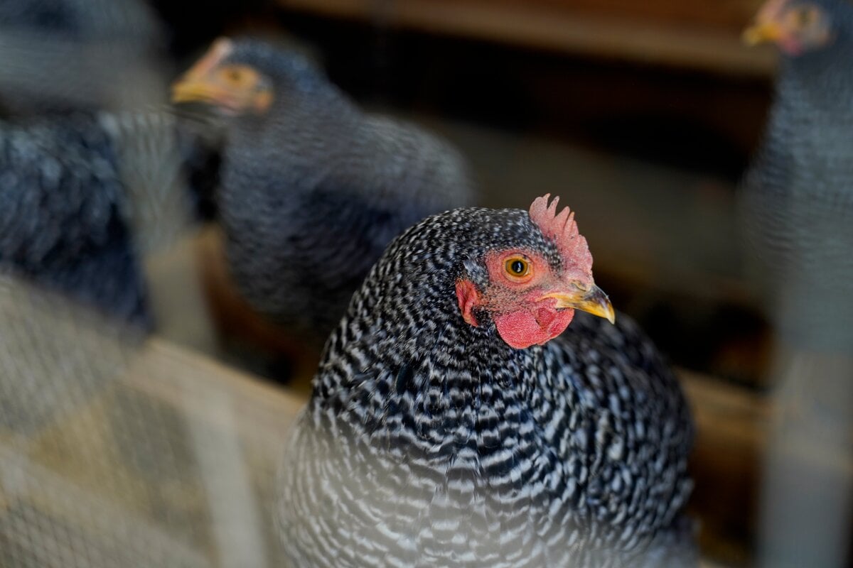 Viacere europske krajiny prijimaju opatrenia proti H5N1
