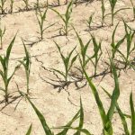 Britania Rok 2025 bol najteplejsi a najslnecnejsi v historii merani