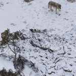Finsko Polovnici na prvy den zrusenia zakazu zabili 12 vlkov
