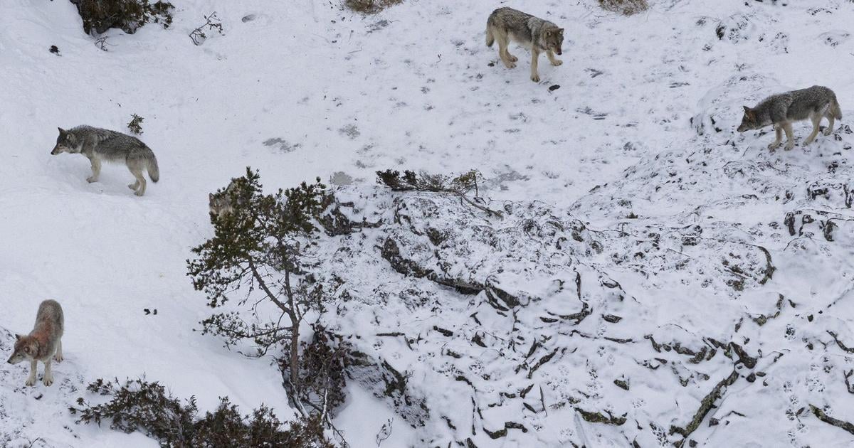 Finsko Polovnici na prvy den zrusenia zakazu zabili 12 vlkov