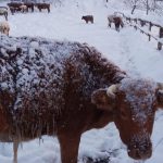 Telata primrznute k zemi dobytok pokryty cenculmi