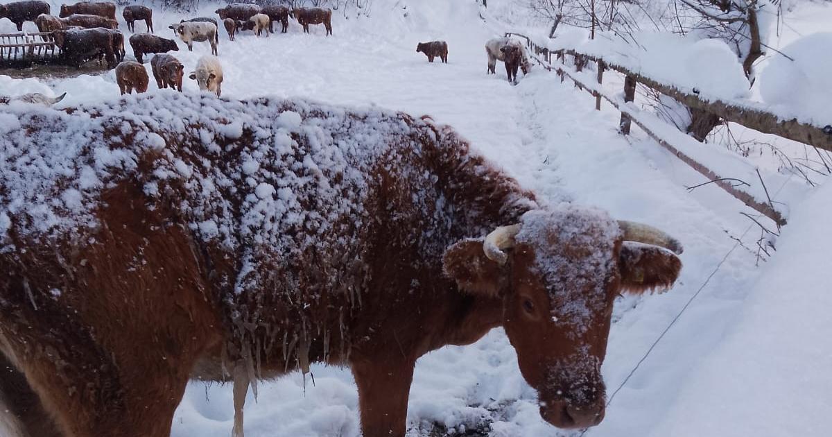 Telata primrznute k zemi dobytok pokryty cenculmi