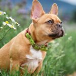 Hlucne dychanie nie je normalne Tieto psie plemena s tim trpia