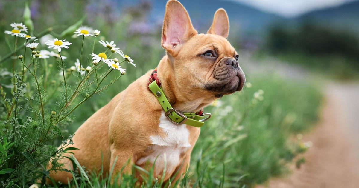 Hlucne dychanie nie je normalne Tieto psie plemena s tim trpia