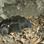 Osirele medviedata z Velkej Fatry bojuj o zivot Utok medvedice sa dalo predis tvrdi Balaz