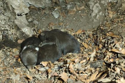 Osirele medviedata z Velkej Fatry bojuj o zivot Utok medvedice sa dalo predis tvrdi Balaz