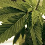 Severomacedonska policia zaistila 40 ton nelegalnej marihuany