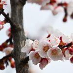 Marhula zacina v slovenskych klimatickych podmienkach kvitnut coraz skor