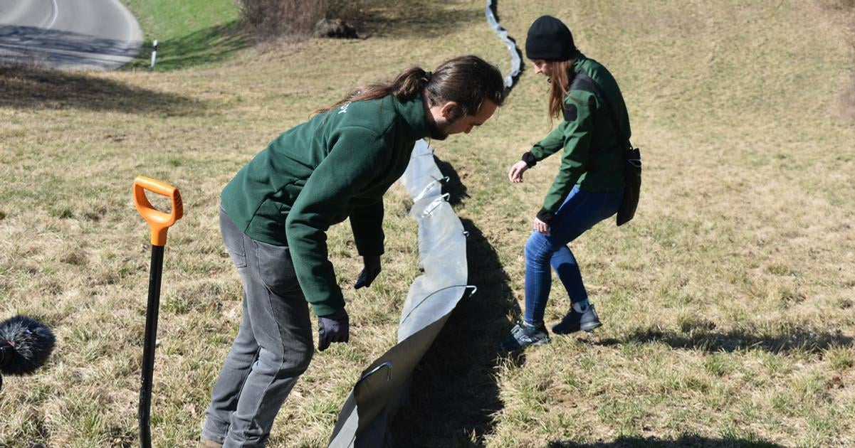 Migracne zabrany chrania zaby pred smrtou pod kolesami aut no ich populacia aj tak vyrazne klesa