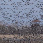 Vitanie zeriavov v Sennom bude oslavovat storocnicu organizovanej ochrany vtactva