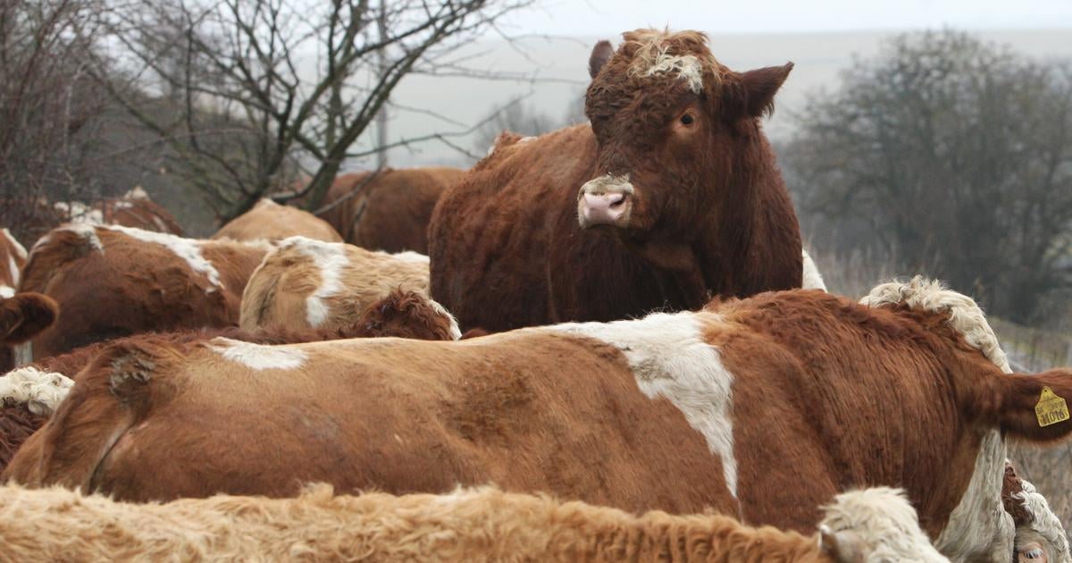 transakcnadankakozvetskabsurdityaco danz prazdneho bytu cizfiktivnehoprijmu