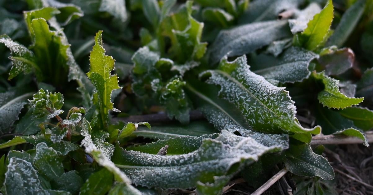 Arkticky vzduch priniesol mrazy aj na Slovensko Kedy sa otepli