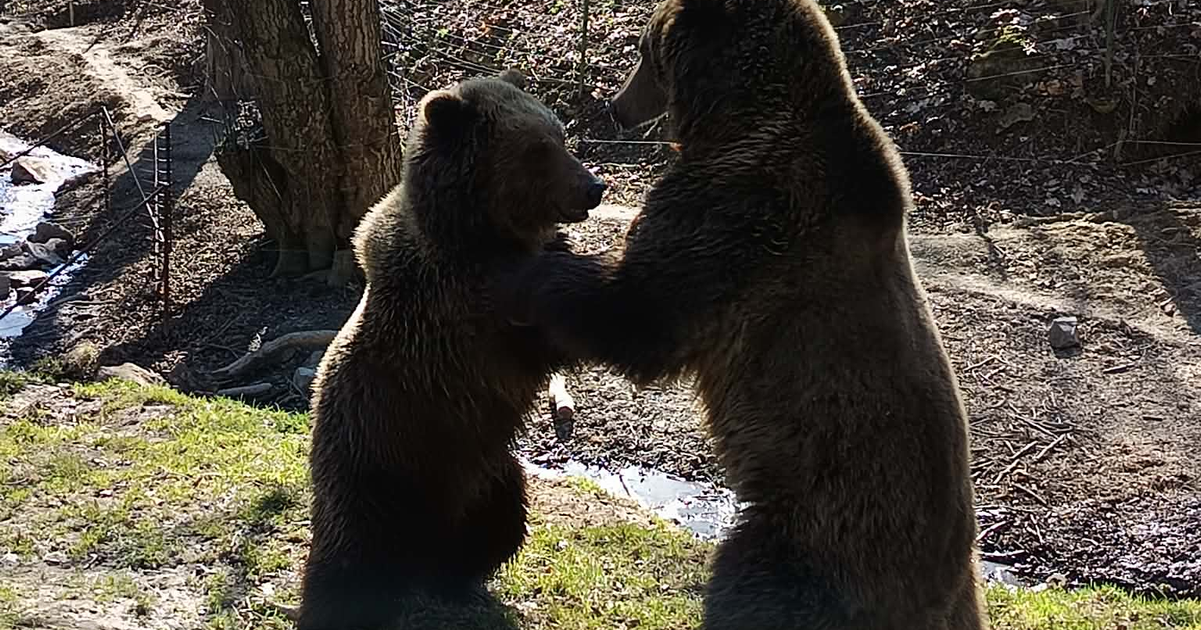 Kosicka ZOO zacina jubilejnu sezonu laka na velkonocny program