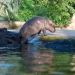 v kolumbii chcu regulovat hrochy po narkobaroonovi escobarovi