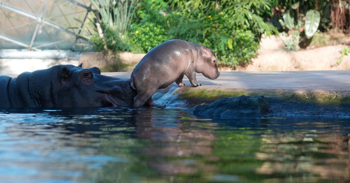 v kolumbii chcu regulovat hrochy po narkobaroonovi escobarovi