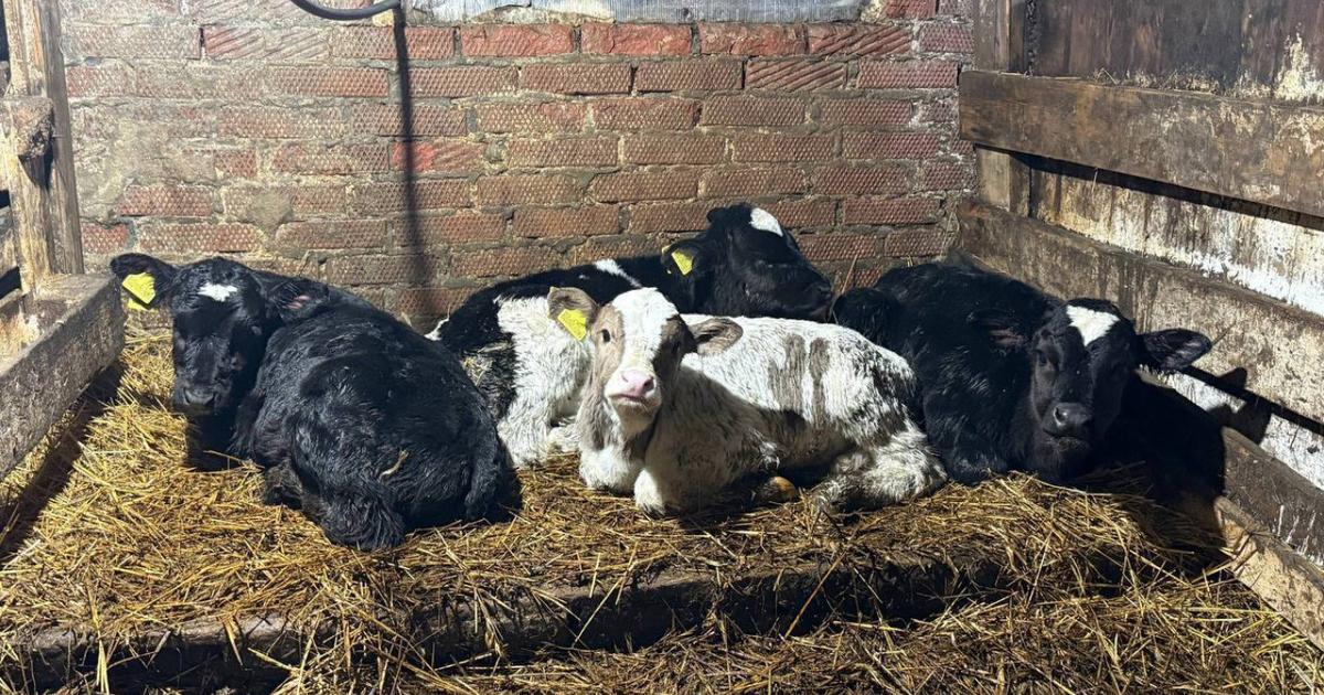 Co sa deje s hospodarskymi zvieratami v Rusku V poslednych mesiacoch bolo usmrtanych tisice jedincov