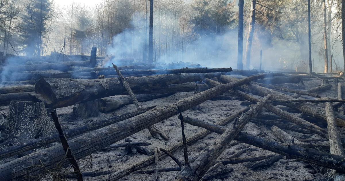Do likvidacie lesneho poziaru v Ceskom Svajciarsku povolali 500 hasicov