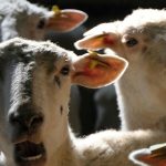 V dvoch chovoch malch prevavcov bola potvrden klieov encefalitda
