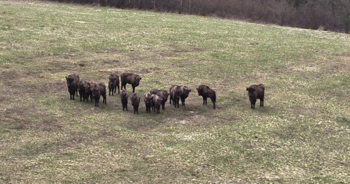 Kazdy samec ma svoje uzemie Zubry v Poloninach pocas horucav hladaju tien a vyssie polohy