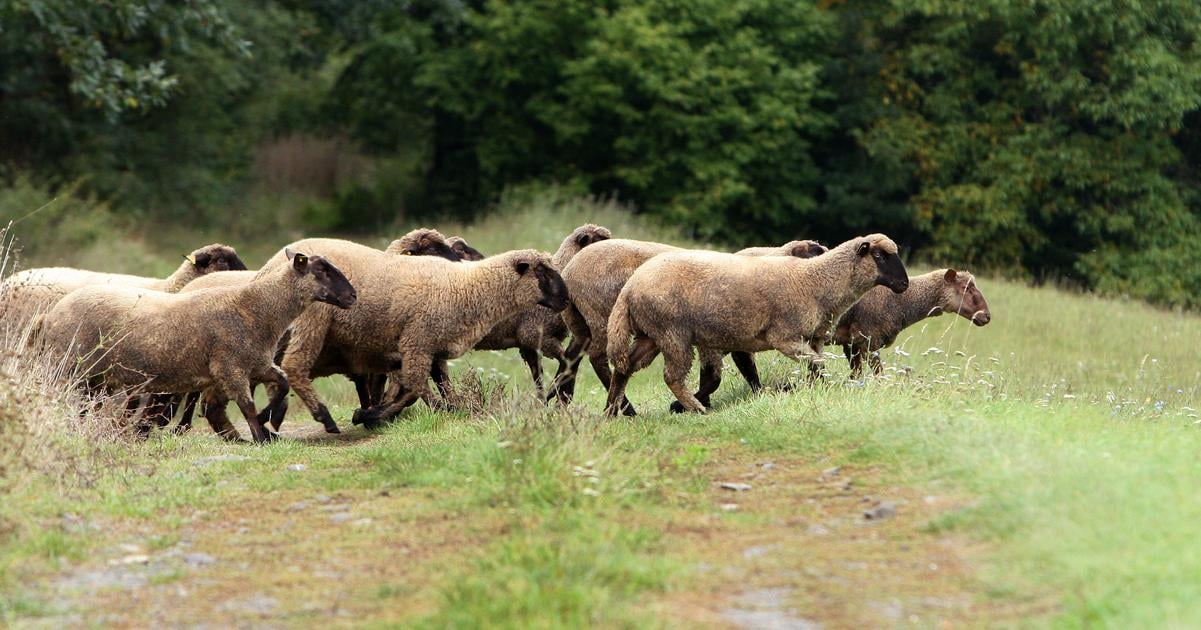 Ochranci a farmari vratili hospodarske zvierata na viac nez 115 lokalit