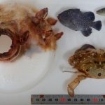 Uviazol v plastovej pasci vedci nasli ziveho kraba ktory sa vyvinul vo vyhodenej flasi