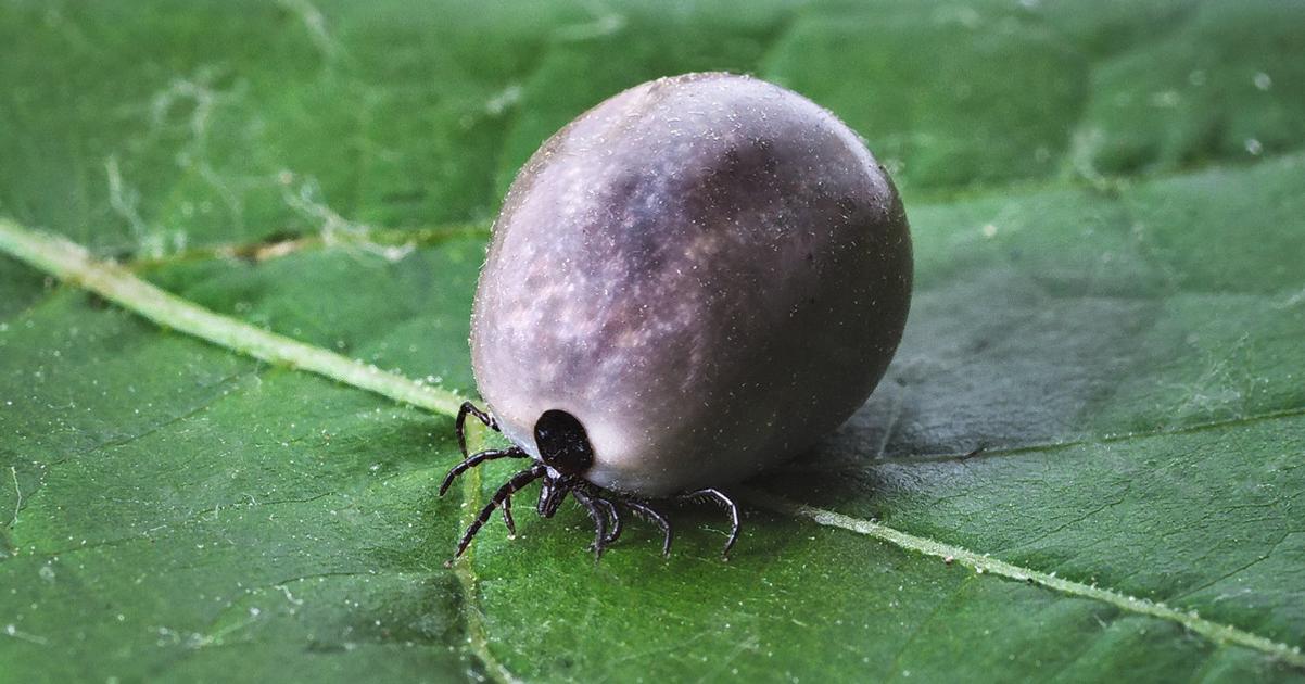 Klieste prichadzaju o naskok Europa moze ziskat revolucnu vakcinu proti borelioze
