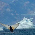 Masy verlyb smeruju na spolocne hostiny za polarny kruh Cestu im uvolnuje ubudajuci lad