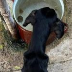 Nechal psa trpiet hladom sud ho poslal do vazenia zubozene zviera zachranil majitel domu ktory si ho vsimol v okne
